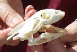 Soft Shell Turtle Skull 3-1/4 inches for $48