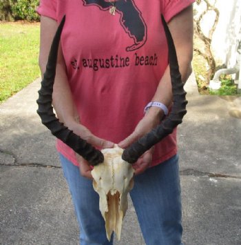 Wholesale Grade B African Impala Skull and Horns, damaged and discounted -  $80.00 each; 5 or more @ $72.00 each