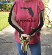 Wholesale Grade B African Impala Skull and Horns, damaged and discounted -  $80.00 each; 5 or more @ $72.00 each