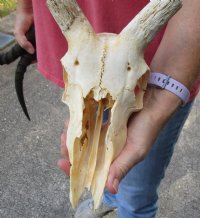 Wholesale Grade B African Impala Skull and Horns, damaged and discounted -  $80.00 each; 5 or more @ $72.00 each