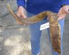35 inch Goat Horn for sale - $30.00 - You will receive the horn in shown