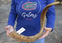 35 inch Goat Horn for sale - $30.00