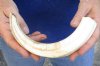 10-1/2 inch Warthog Tusk, Warthog Ivory from African Warthog .40 lb (You are buying the tusk in the photo) for $49