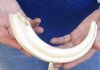 10 inch Warthog Tusk, Warthog Ivory from African Warthog .35 lb (You are buying the tusk in the photo) for $49