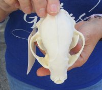 Raccoon Skull measuring 4-5/8 inches long for $26