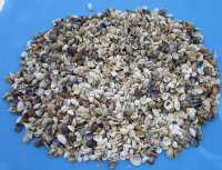 Wholesale small mixed seashells 1/2" to 2" -  1 bag (2 kilos) @ $5.50/bag ($2.75/kilo) Min: 2 bags
