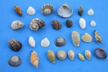 Wholesale small mixed seashells 1/2" to 2" -  1 bag (2 kilos) @ $5.50/bag ($2.75/kilo) Min: 2 bags