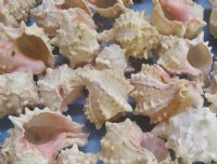 Pink Murex Shells, bulk hermit crab shells wholesale 2" - 3-1/2" - Case of 10 kilos @ $5.40 kilo (22 pounds)  