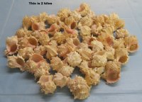 Wholesale Pink Murex Shells in bulk for Hermit Crab Homes and Crafts  2" - 3-1/2" - 2 kilo bag @ $12/bag