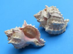 Pink Murex Shells, ...