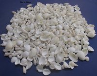 White Shell Mix wholesale 1/2" to 2-1/2" - Case of 20 kilos @ $2.70 kilo (44 pounds)  