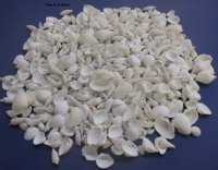 Assorted White Seashells Wholesale 1/2" to 2-1/2" - 2 kilo bag @ $6.00/bag 
