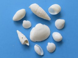 White Shell Mix who...