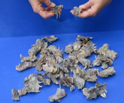48 piece lot of Common Snapper Turtle feet 1-1/2 to 3 inches for $95/lot 