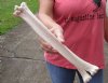 Camel leg bone for sale 14-1/2 inches - you are buying the camel bone pictured for $20