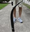 37 inch polished buffalo horn from an Indian water buffalo - You are buying the horn pictured for $27 (crack at base)
