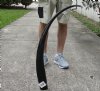 41 inch polished buffalo horn from an Indian water buffalo - You are buying the horn pictured for $32
