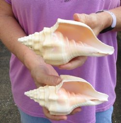 2 pc lot of Chank Shells, Turbinella angulata measuring 7 inches - For Sale for $18/lot
