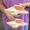 2 pc lot of Chank Shells, Turbinella angulata measuring 7 inches - You will receive the shells in the photo for $18/lot