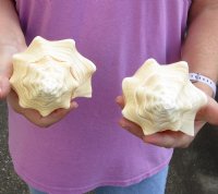 2 pc lot of Chank Shells, Turbinella angulata measuring 7 inches - Available for $18/lot