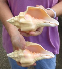 Buy this 2 pc lot of Chank Shells, Turbinella angulata measuring 7 inches for $18/lot