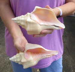 Available for Sale - 2 pc lot of Chank Shells, Turbinella angulata measuring 8 inches for $23/lot