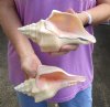 2 pc lot of Chank Shells, Turbinella angulata measuring 8 inches - You will receive the shells in the photo for $23/lot