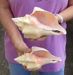2 pc lot of Chank Shells, Turbinella angulata measuring 8 inches - For Sale for $23/lot