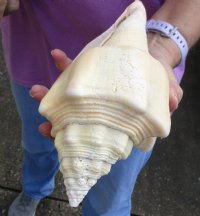2 pc lot of Chank Shells, Turbinella angulata measuring 8 inches - For Sale for $23/lot