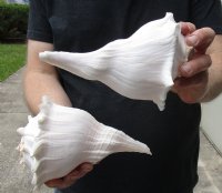 2 pc lot of Lightning Whelks measuring 8 inches - Buy Now for $23/lot