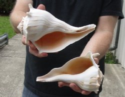 2 pc lot of Lightning Whelks measuring 8 inches - Available for $23/lot