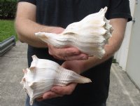 Available for Sale 2 pc lot of Lightning Whelks measuring 7 inches for $18/lot