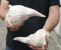 2 pc lot of Lightning Whelks measuring 7 inches - For Sale for $18/lot