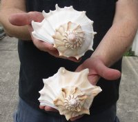 2 pc lot of Lightning Whelks measuring 7 inches - For Sale for $18/lot
