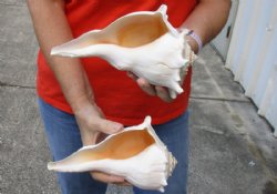 2 pc lot of Lightning Whelks measuring 8 inches - For Sale for $23/lot