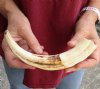 9-1/2 inch Warthog Tusk, Warthog Ivory from African Warthog.  You are buying the tusk in the photo for $30.00