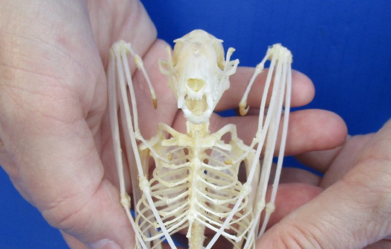 Fruit Bat Skeleton (Rousettus Leschenaultii) with wings folded