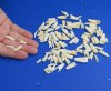100 piece lot of Alligator Teeth 1/2 to 1-1/4 inches long from Florida gators (You are buying the teeth shown) for $25/lot
