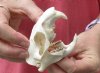 North American Groundhog Skull (Woodchuck) measuring 3-1/2 inches long and 2-1/4 inches wide - You will receive the skull in the photo for $30