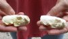 2 pc lot mink skulls for sale measuring 2-1/4 inches long (with jaws glued shut) for $32/lot