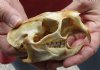 North American Porcupine Skull measuring 4 inches long by 2-1/2 inches wide - You are buying the one pictured for $40