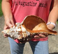13-1/4 inch natural horse conch for sale, Florida's state seashell, review all photos as you are buying this one for $40 (has brown film and barnacles on outside of shell)