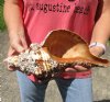13-1/4 inch natural horse conch for sale, Florida's state seashell, review all photos as you are buying this one for $40 (has brown film and barnacles on outside of shell)