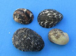 Wholesale Nerita (Nerita polita) Shells  - 1/4 inch to 1 inch - 20 kilos @ $1.75/kilo