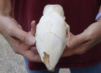 #2 grade African Porcupine Skull (Hystrix africaeaustrailis) measuring 6 inches long by 3 inches wide for $60 