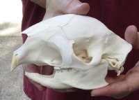 #2 grade African Porcupine Skull (Hystrix africaeaustrailis) measuring 6 inches long by 3 inches wide for $60 