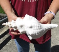 10 inches horse conch for sale, Florida's state seashell - Buy Now for $24