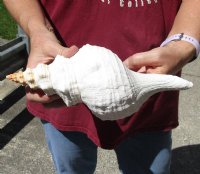 10 inches horse conch for sale, Florida's state seashell - For Sale for $24