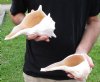 2 pc lot of Lightning Whelks measuring 9 inches - You will receive the shells in the photo for $26/lot