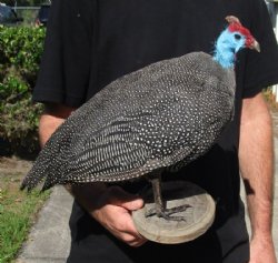 Real Helmeted Guineafowl (Numida meleagrisi) full mount with base 12-1/2 inches tall for $300 (Signature Required)
